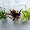 Andrea Meyer Catering